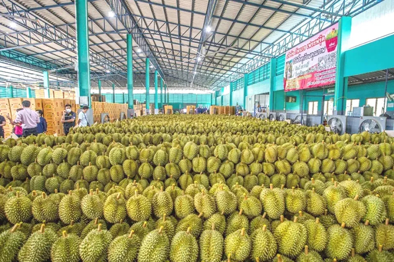 榴蓮翻板式組合秤：為榴蓮果肉行業(yè)發(fā)展注入新動力