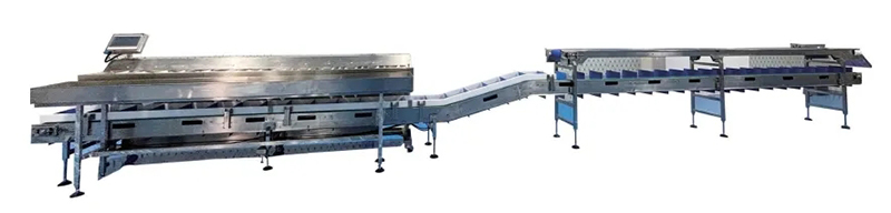 榴蓮翻板式組合秤：為榴蓮果肉行業(yè)發(fā)展注入新動力